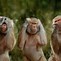 Image result for Funny Monkey Kiss