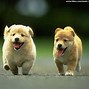 Image result for Funny Puppy Screensavers