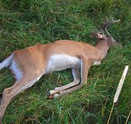 Image result for CWD and Warts On Deer