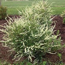 Image result for Summersweet Clethra Shrub/Bush, 3 Gal- Fragrant White Blooms Meet Compact Growth
