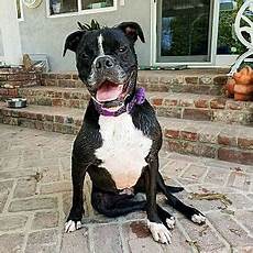 Pictures of Layla a Boxer/American Bulldog Mix for adoption in Yorba Linda CA who needs a