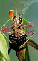 Image result for Grasshopper Funny