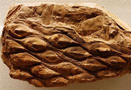 Image result for Carboniferous Scale Trees