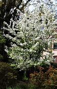 Image result for White Dogwood, 2-3 Ft- White Clusters Of Flowers Each Spring And Crimson Fall Foliage | Flowering Trees