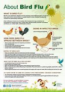 Image result for Bird Flu Symptoms in Ducks