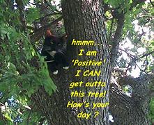 Image result for Positive Thought Cat Images