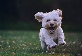 Image result for Excited Dog