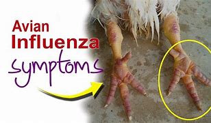 Image result for Bird Flu Symptoms in Chickens