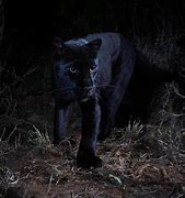 Image result for Black Panther Leopard