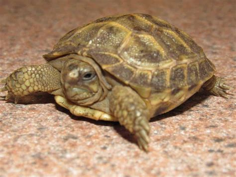 russian tortoise for sale online baby russian tortoise hatchling for sale