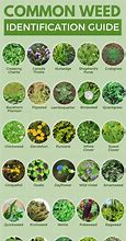 Image result for Plant Weed Identification Chart