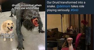 Image result for Dungeons and Dragons Memes Cat