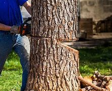 Image result for Tree Cutting Techniques