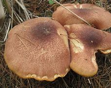 Image result for Edible Wild Mushrooms