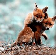 Image result for Cute Animal Love Pictures