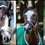 Image result for 2020 Kentucky Derby Winner Authentic