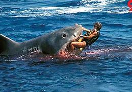 Image result for Great White Shark Attacks Person