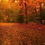 Image result for Autumn Forest 1920X1080