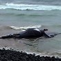 Image result for Humpback Whale Calf Beached