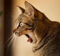 Image result for Scared Cat