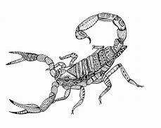 Image result for Scorpion Prints