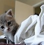Image result for Crazy Cat Pictures Funny