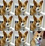 Image result for Corgi Puppies Adorable Memes