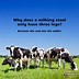 Image result for Best Cow Jokes