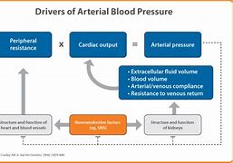 Image result for Blood Pressure Cardiac Output Formula