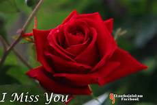 I Miss You Flowers Photos Miss You Message Card Teddy Bear Red Rose