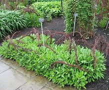 Image result for Plant Supports for Flowers