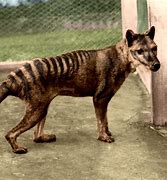 Image result for Tasmanian Tiger Still Alive