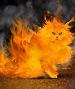 Image result for Cat Fire Funny