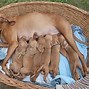 Image result for Hungarian Dog