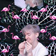 Image result for Albert Flamingo Pictures