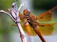 Image result for Dragonfly Puns