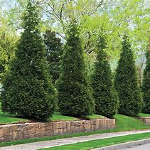Image result for Types of Cedar Trees for Privacy