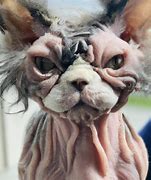 Image result for Ugly Cats