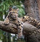 Image result for Sumatran Clouded Leopard