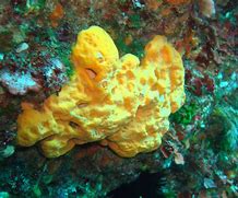 Image result for Sea Sponge