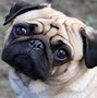 Image result for Cute Pug Backgrounds