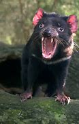 Image result for Tasmanian Devil Tiger