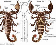 Image result for How Many Eyes Do Scorpions Have