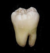 Image result for Fun Facts About Teeth