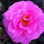 Image result for October Magic White Shi-Shi Camellia - 3 Container