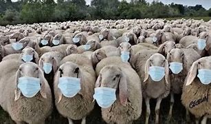 Image result for sheep wearing masks
