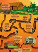 Image result for The Vietnam War a Graphic History