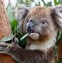 Image result for Melbourne Zoo Australia