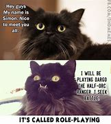 Image result for Funny Dnd Cats