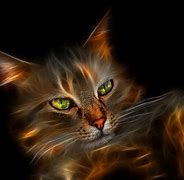 Image result for Fire Kitten